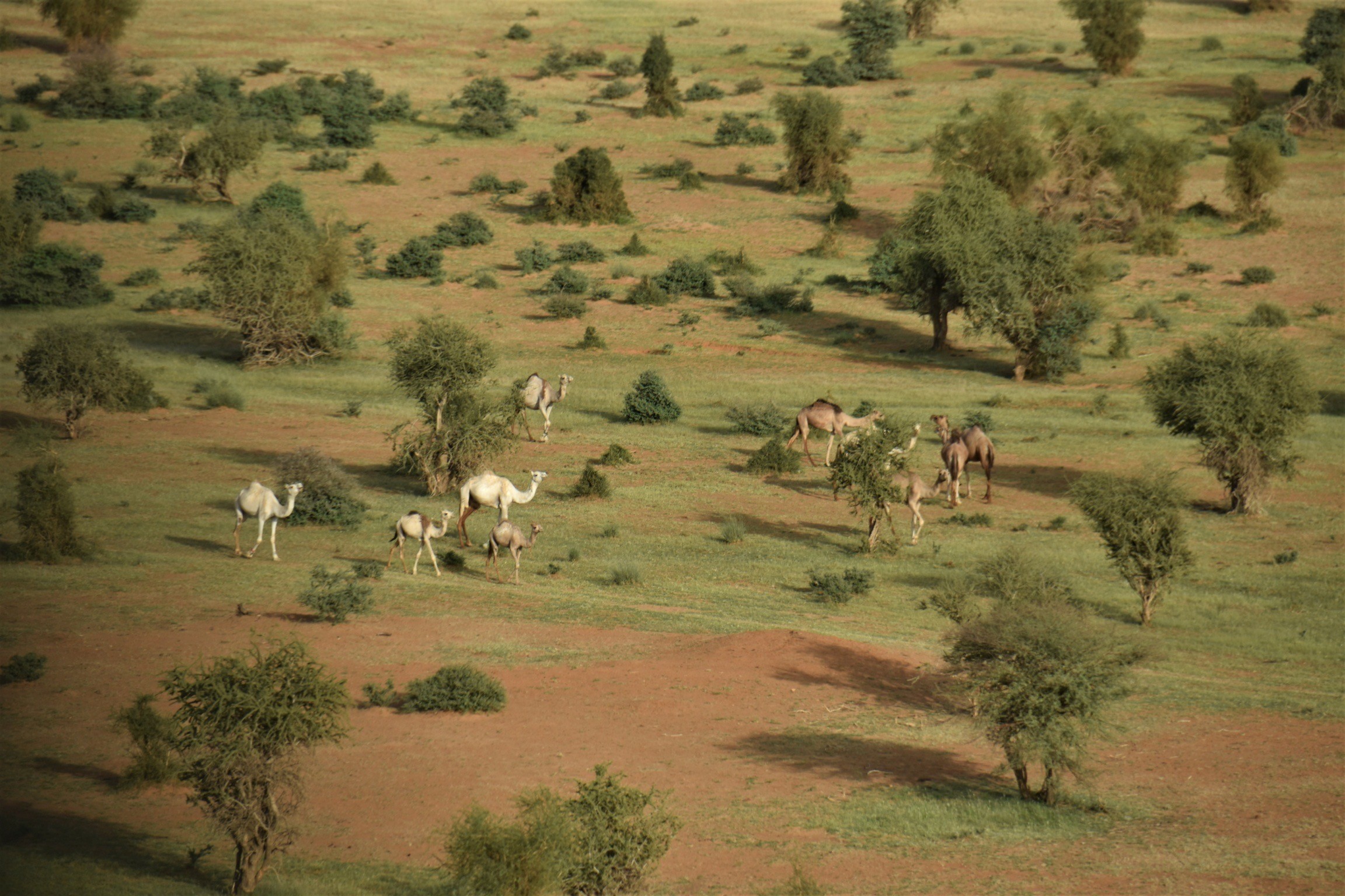 Camels roaming the Mali desert. 